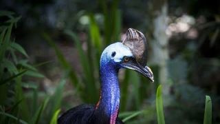 World's Weirdest Bird Sounds - Part One