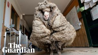 Baarack the sheep shorn of 35kg fleece after being found roaming in rural Australia