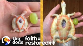 Exposed Heart Turtle Flaps Her Arms Whenever Her Dad Comes Near Her Tank | The Dodo Faith = Restored