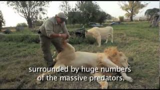 Lion Massage