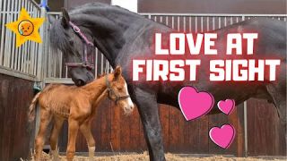 Orphan foal meets foster mother Queen?Uniek. I've never seen this before! Amazing! | Friesian Horses