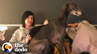 Retired Racing Greyhound Becomes The Biggest Goofball  | The Dodo