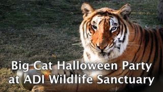 Big Cat Halloween Party at ADI Wildlife Sanctuary