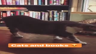 Bookshop Cat 
