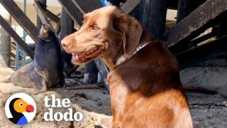 Wild Sea Lion Visits His Dog BFF Every Day | The Dodo