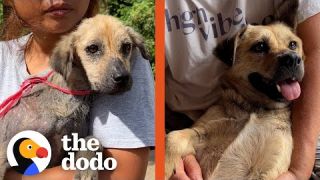 Watch This Dog Become A Fluffy Cuddlebug | The Dodo