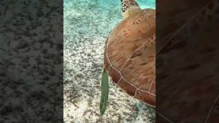 Green Sea Turtles of the Bahamas