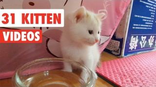 31 Funny Kittens | Cat Video Compilation 2017