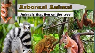 Arboreal Animals/Animals that live in trees/ Arboreal Facts for kids