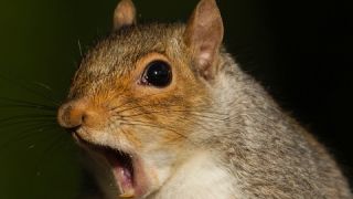 FUNNY and CUTE SQUIRRELS will make you LAUGH - Funny squirrel compilation