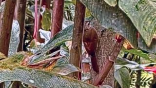 Cocoa Woodcreeper Makes an Appearance Behind The Feeder January 29 2023