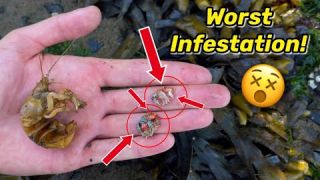 Shrimp Completely INFESTED With PARASITES!