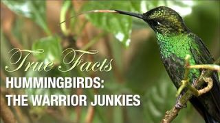 True Facts: The Hummingbird Warrior