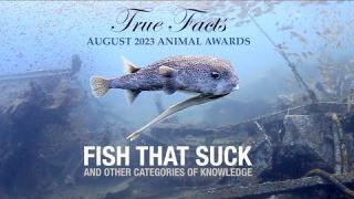 True Facts: Fish That Suck