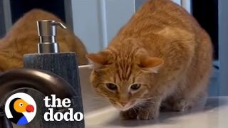 Meet The World's #1 Cat Dad | The Dodo