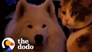 Big Dog Obsessed With Cats Gets His Very Own | The Dodo Odd Couples