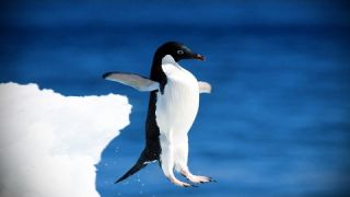 Funny Penguins 🐧 Penguins Fails [Funny Pets]