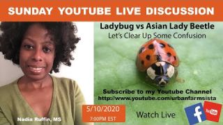 Sunday Youtube Discussion-Ladybug vs Asian Lady Beetle-Let's Clear Up the Confusion