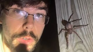 The Dark Fishing Spider - Everything you Need to Know!