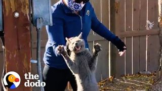 Cat Abandoned When Owners Moved Jumps Into His Rescuer's Arms | The Dodo Cat Crazy