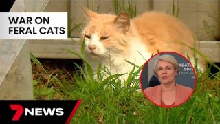 Federal government declares war on feral cats  | 7NEWS