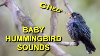 This Baby Hummingbird Sounds So Adorable