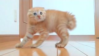 Funny Cats and Funny Moments of Funniest Cats Compilation 2016