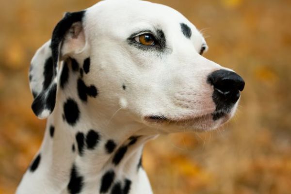 Save The Dalmatians & Others Canine Rescue Inc.