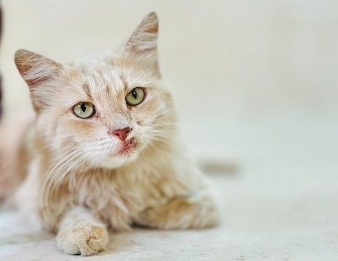 Milo's Sanctuary & Special Needs Cat Rescue, Inc