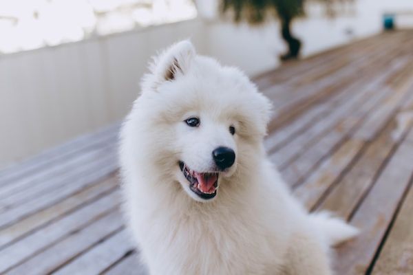 Samoyed Rescue of Southern California