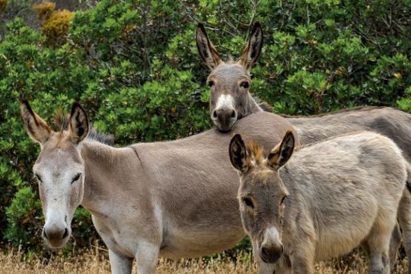 Longhope Donkey shelter