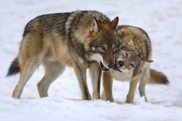 Wolf Mountain Sanctuary