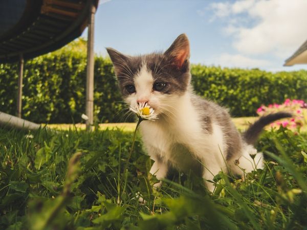 Seal Beach Animal Care Center