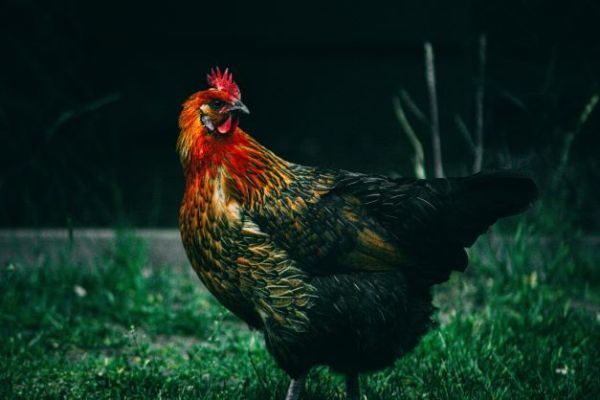 Rooster Sanctuary at Danzigs Roost
